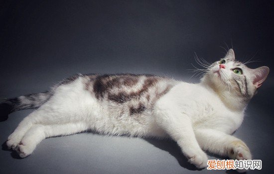 怎么让美短猫发腮 怎么才能让美短发腮,怎么让美短发腮