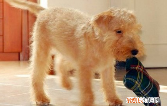 狗狗口腔护理小知识 狗狗口腔护理知识是很重要的！