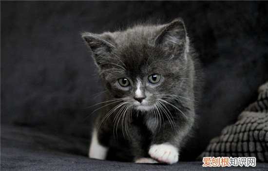 猫不爱喝水怎么回事 猫不爱喝水怎么办,猫不喝水怎么办,猫不喜欢喝水怎么办