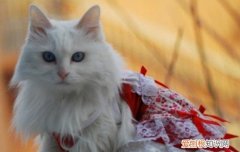 猫咪有点口炎怎么办 猫有轻微口炎怎么办,猫得了口炎怎么办,猫口炎怎么治