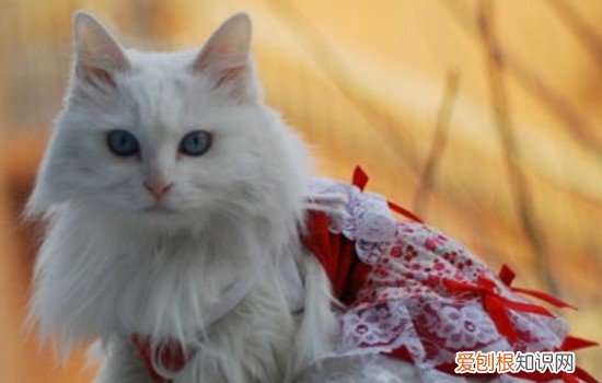 猫咪有点口炎怎么办 猫有轻微口炎怎么办,猫得了口炎怎么办,猫口炎怎么治