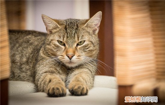 给猫咪换了猫砂结果猫咪不拉屎了怎么办 换猫砂不拉屎怎么办,换猫砂猫不拉屎,换猫砂猫不拉屎只小便