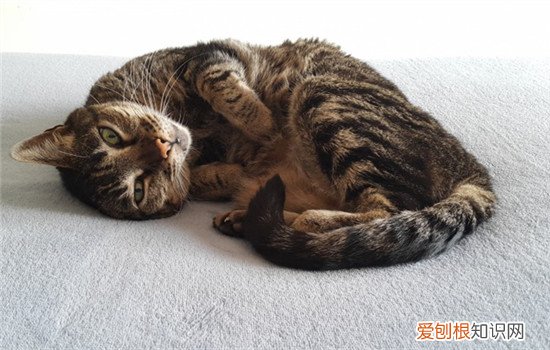 给猫咪换了猫砂结果猫咪不拉屎了怎么办 换猫砂不拉屎怎么办,换猫砂猫不拉屎,换猫砂猫不拉屎只小便