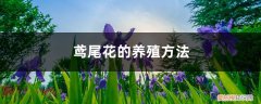 鸢尾花怎么栽 鸢尾花的养殖方法