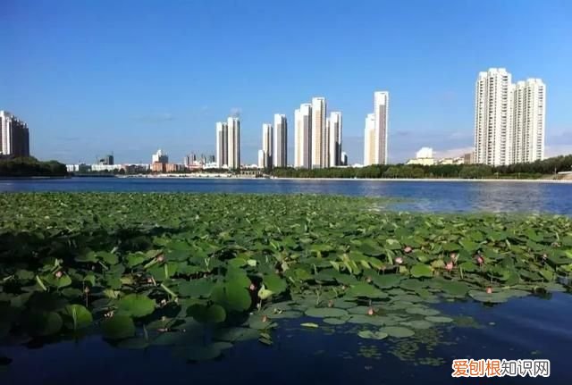 西虹市首富烤肉片段,西虹市首富大聪明是什么梗