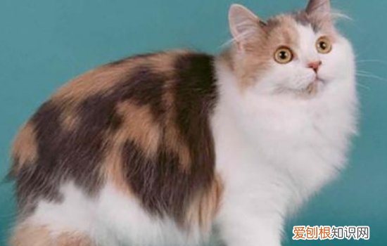 猫砂盆的摆放 猫砂盆怎么摆放,猫砂盆摆放位置家里小