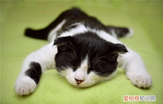 猫咪晕车的表现 猫咪也会晕车吗,猫咪晕车的症状,猫咪晕车怎么处理