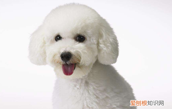怎么预防狗狗身上不生寄生虫 教你预防狗狗感染寄生虫方法