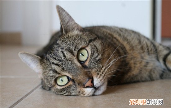 猫在地上打滚是怎么了,猫在地上打滚是什么意思,猫在地上打滚是什么原因