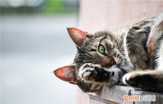 猫在地上打滚是怎么了,猫在地上打滚是什么意思,猫在地上打滚是什么原因