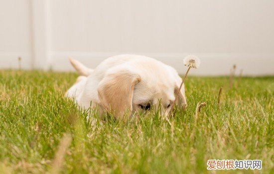 狗狗荨麻疹怎么治疗 狗狗荨麻疹的症状