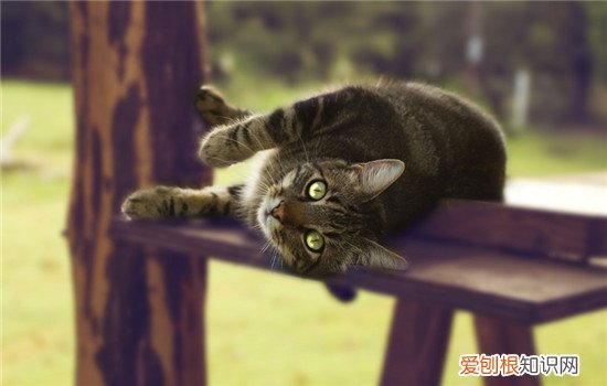 猫为什么咕噜咕噜叫,猫为什么咕噜咕噜的声音,猫为什么咕噜咕噜的响