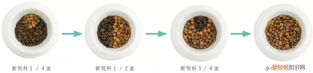 猫咪新换猫粮不吃食怎么办 如何让猫咪更换新猫粮,换猫粮过渡,猫更换猫粮不吃怎么办