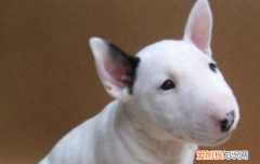 狗狗生病有什么征兆 狗狗生病给你这么明显的信号还没发现
