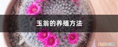 玉翁的养殖方法和技术 玉翁的养殖方法