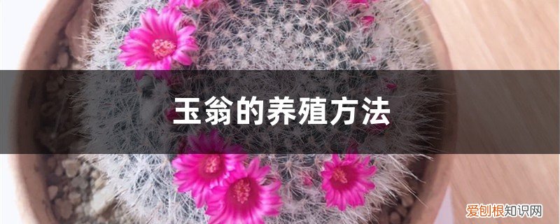 玉翁的养殖方法和技术 玉翁的养殖方法