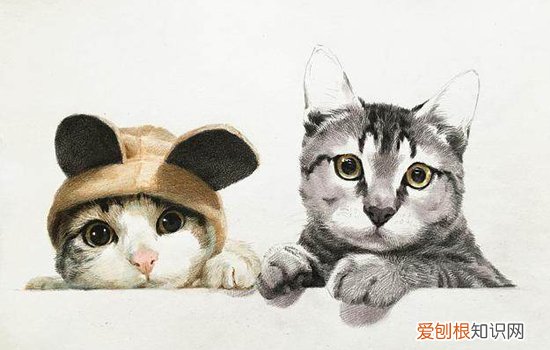如何分辨猫猫的便便是否健康 猫咪便便判断健康图,怎么看猫咪便便正常,猫咪便便怎么样才正常
