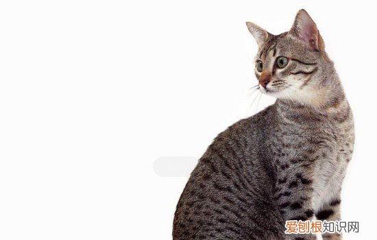 猫咪突然胃口不好变瘦,猫咪变瘦,胃口不好,猫咪突然间胃口不好是什么原因