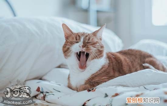 猫咪乱撒尿怎么回事 猫咪乱撒尿有什么办法,怎么改掉猫咪乱撒尿,为什么猫咪开始乱尿了