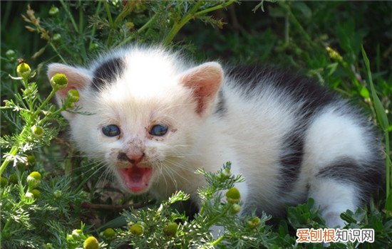 怀孕的猫吃什么营养膏,猫咪怀孕可以吃营养膏吗,怀孕的猫咪可以吃营养膏吗