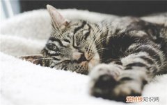怀孕的猫吃什么营养膏,猫咪怀孕可以吃营养膏吗,怀孕的猫咪可以吃营养膏吗