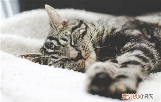 怀孕的猫吃什么营养膏,猫咪怀孕可以吃营养膏吗,怀孕的猫咪可以吃营养膏吗