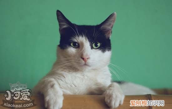 猫咪处方罐头和普通罐头 猫肠胃处方罐头,猫咪处方罐头哪个好,猫处方罐头里都有什么