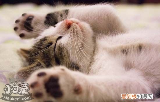 猫咪过于肥胖怎么减肥 猫胖了怎么减肥,猫怎么减肥会成功么,猫减肥怎么减肥