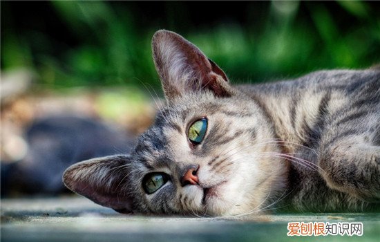 猫咪可以吃荔枝吗 猫可不可以吃荔枝,猫吃荔枝会怎么样,猫可以吃荔枝吗