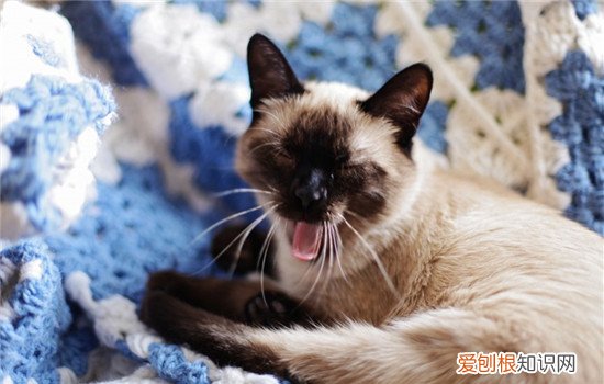 猫有的时候叫不出声音怎么回事 猫叫不出声音怎么回事,猫叫不出声音怎么办,猫叫不出声音或特别哑
