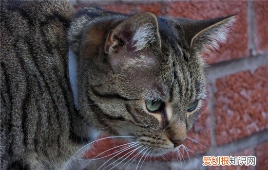 猫有的时候叫不出声音怎么回事 猫叫不出声音怎么回事,猫叫不出声音怎么办,猫叫不出声音或特别哑