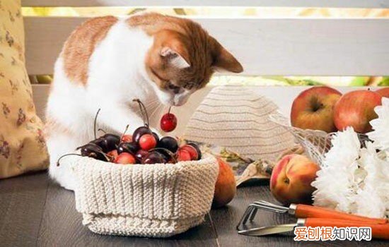 猫咪总是在桌子角上蹭 猫老是用脸蹭桌角,猫为什么喜欢蹭桌角
