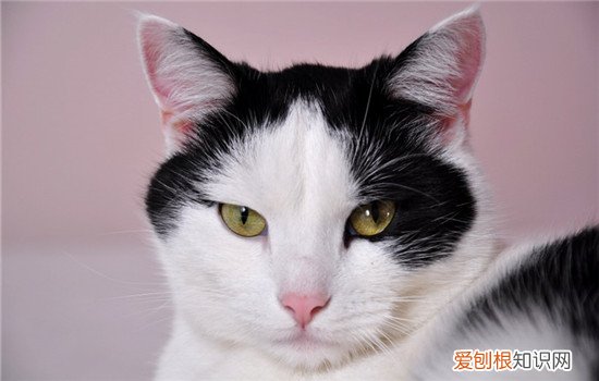猫咪基本不叫为什么 猫咪不叫是怎么回事,猫咪不叫是什么原因,猫咪不叫是气管炎吗