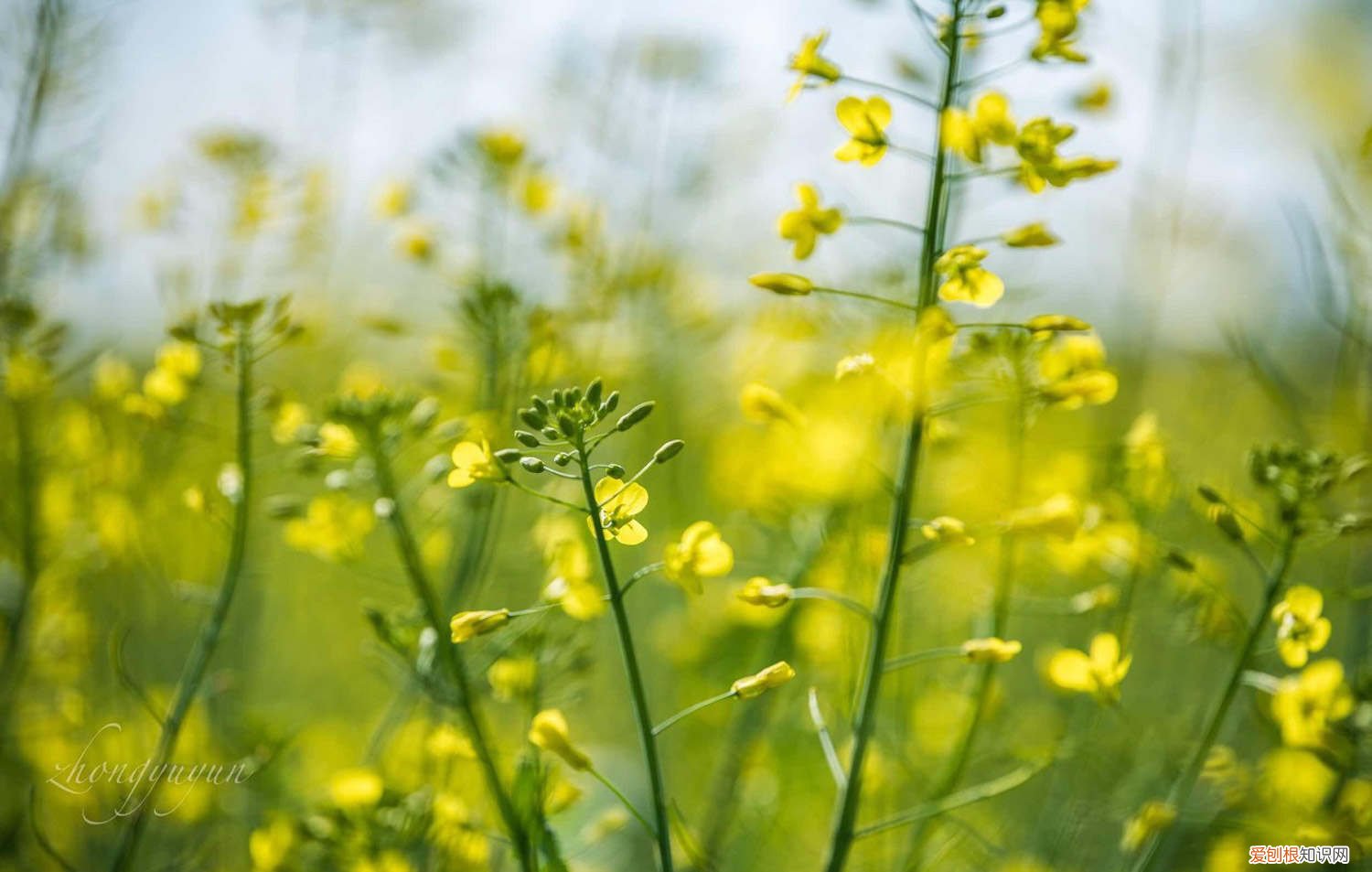 油菜花怎么养长的好快 油菜花怎么养长的好