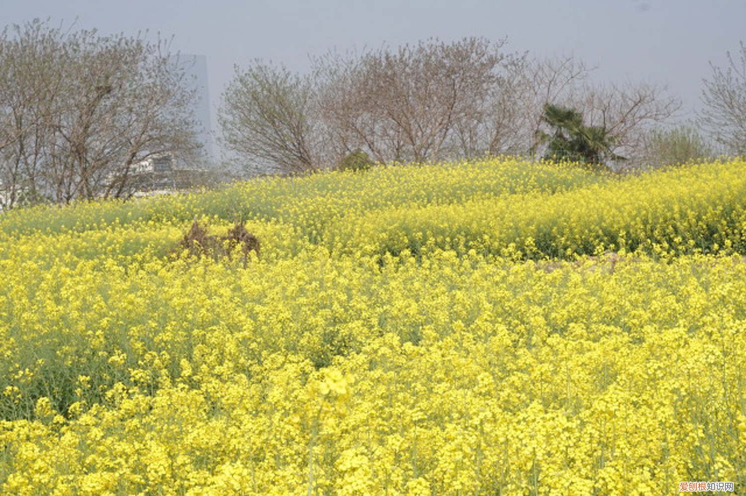 油菜花怎么养长的好快 油菜花怎么养长的好