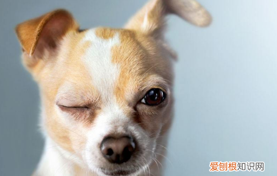 狗狗细小的症状 狗狗的细小问题严重到你想象不到!