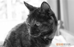 猫长期不刷牙会怎么样 猫咪不刷牙可以吗,猫咪不刷牙会怎么样,猫咪不刷牙会死吗