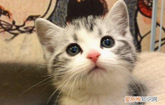 猫的性格会变化吗 猫性格变化的原因有哪些