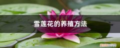 雪莲花人工养殖 雪莲花的养殖方法