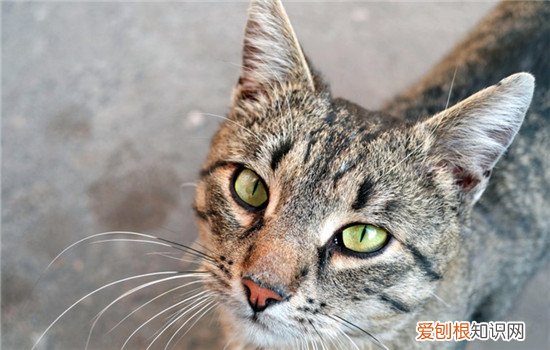 猫的寿命大概有多长 猫的寿命一般多长,猫的寿命是几年,猫的寿命有多长时间