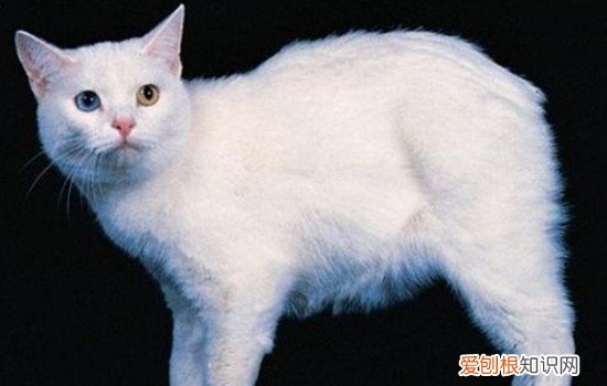 公猫尿闭怎么导尿 公猫闭尿咋让排尿