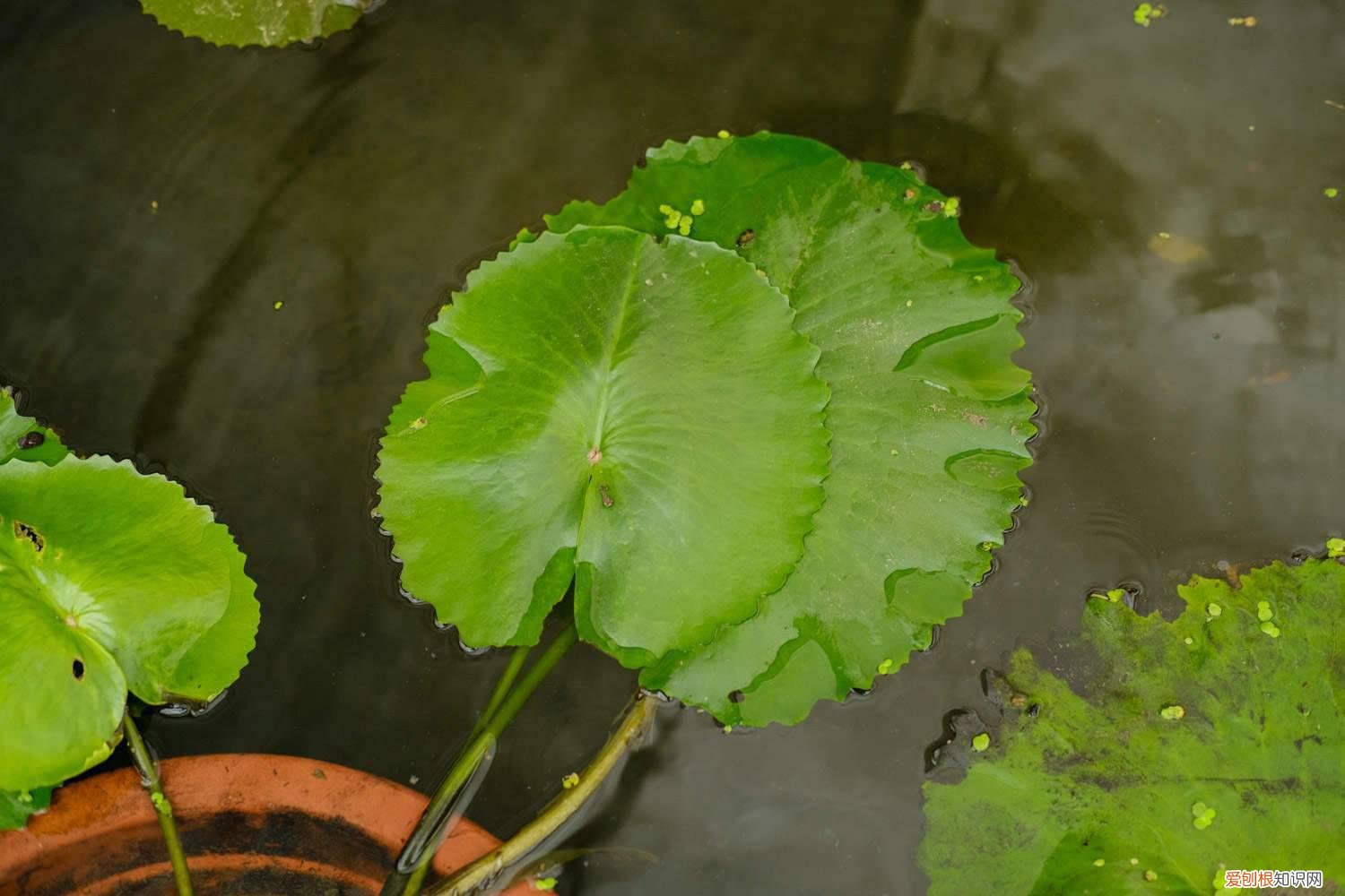 延药睡莲和睡火莲 延药睡莲如何养