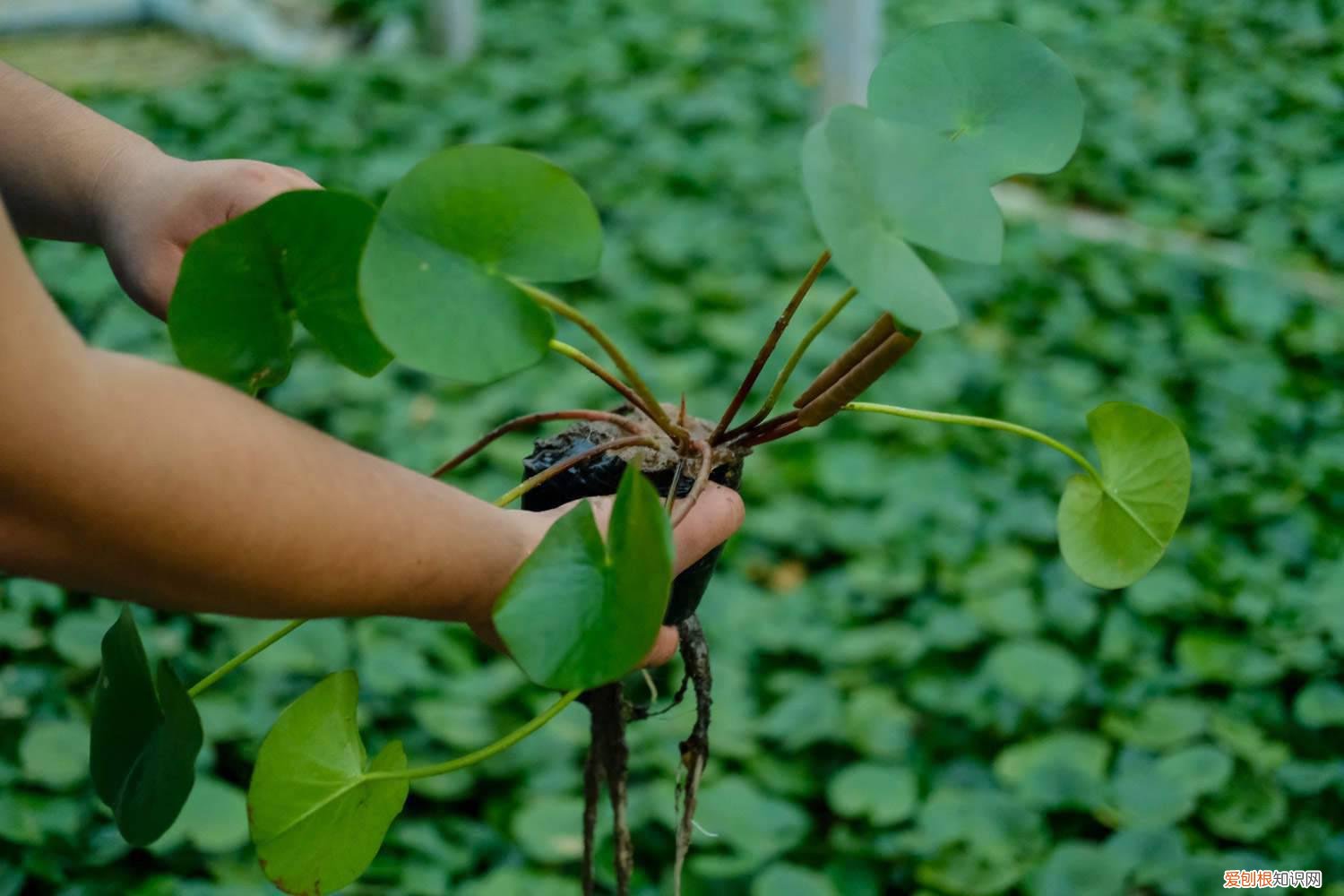 延药睡莲和睡火莲 延药睡莲如何养