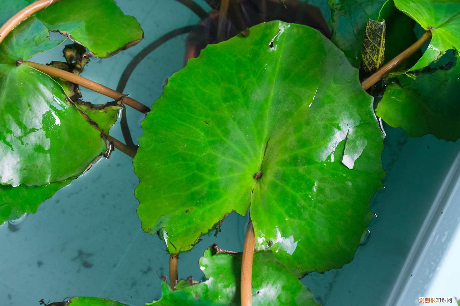 延药睡莲和睡火莲 延药睡莲如何养