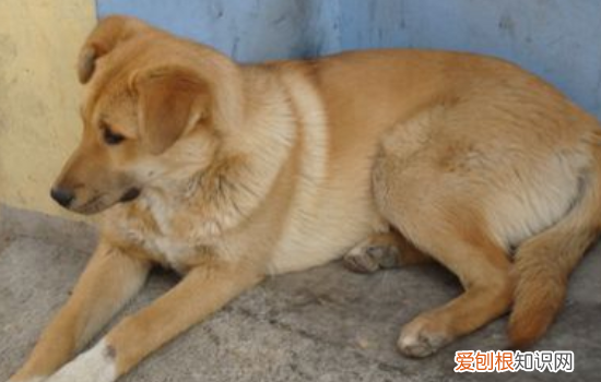 狗狗咳嗽怎么办 狗狗咳嗽到底怎么回事你搞清楚没？