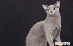 猫需要补充的微量元素 猫需要额外补充微量元素吗,猫吃什么可以补充微量元素