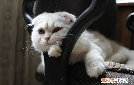 猫咪不停的叫是什么原因 猫不停叫是什么原因,猫不停的叫是什么意思,猫不停叫什么意思