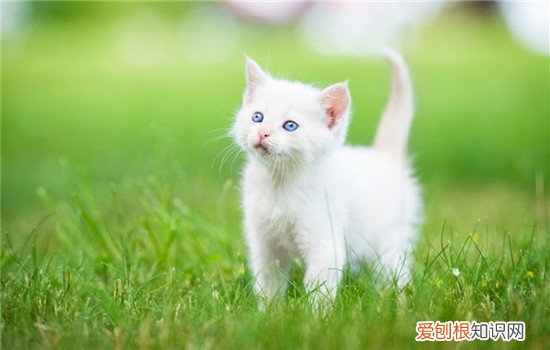 猫咪不停的叫是什么原因 猫不停叫是什么原因,猫不停的叫是什么意思,猫不停叫什么意思