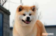 狗狗干眼症是什么原因 知道狗狗为什么会出现干眼症吗？
