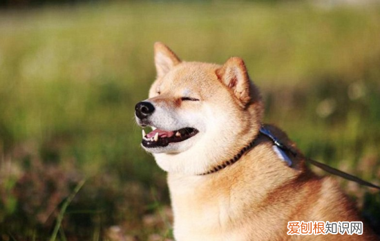 怎么预防狗狗拉稀 狗狗拉稀主人是不是都没有注意这些呢?